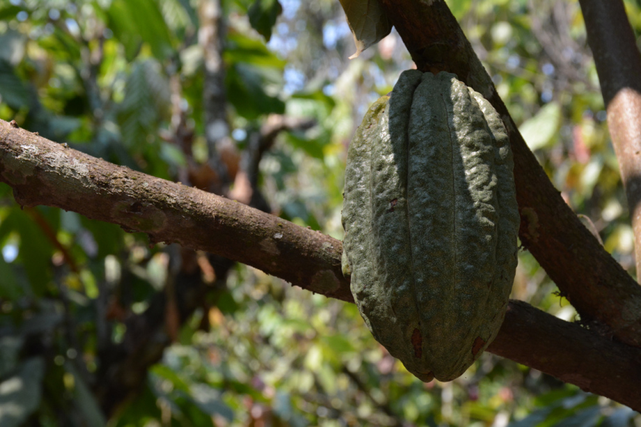 Cocoa products